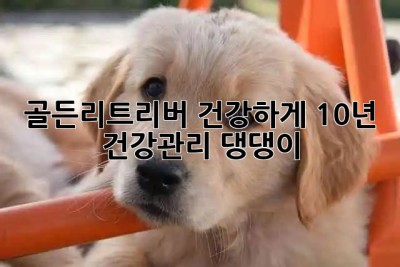 골든리트리버 건강하게 10년+🐶💛 #건강관리 #댕댕이